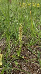 Orchis anthropophora, photograph (c) Claude Kolwelter, some rights reserved (CC BY)