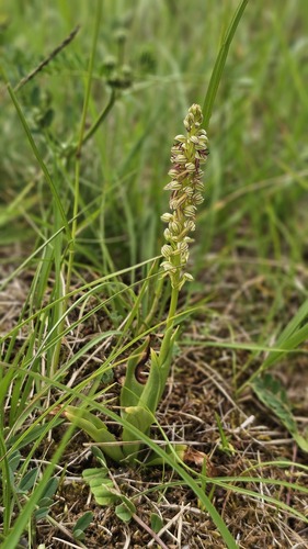 Orchis anthropophora, photograph 4