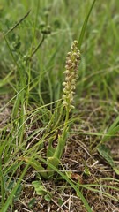 Orchis anthropophora, photograph (c) Claude Kolwelter, some rights reserved (CC BY)