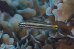 Cheilodipterus isostigma