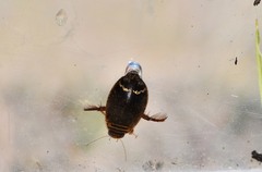 Acilius semisulcatus