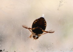 Acilius semisulcatus