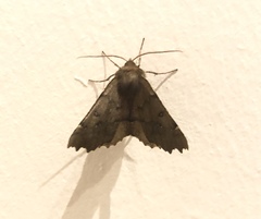 Odontopera bidentata