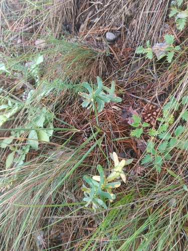 Euphorbia iberica