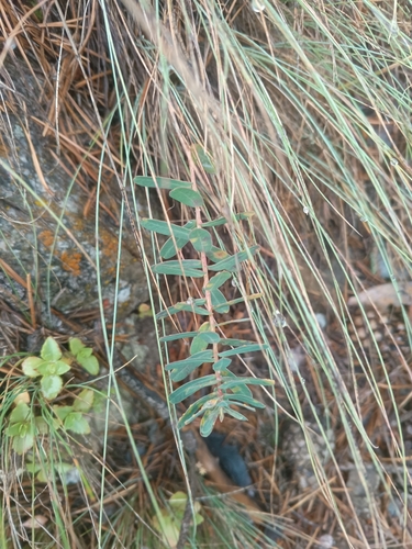 Euphorbia iberica, photograph 2
