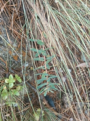 Euphorbia iberica, photograph (c) Maria Kohanovskaya, some rights reserved (CC BY)