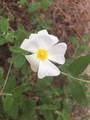 Cistus salviifolius