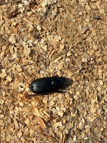 European Stag Beetle