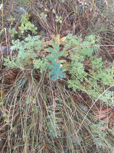 Euphorbia iberica, photograph 3