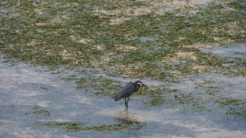 iNaturalist: (c) toniapolito, some rights reserved (CC BY-NC) iNaturalist image