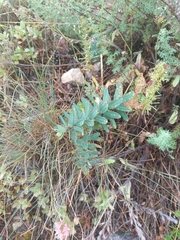 Euphorbia iberica, photograph (c) Maria Kohanovskaya, some rights reserved (CC BY)