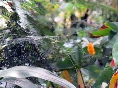 Leucauge argyrobapta