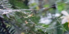 Leucauge argyrobapta