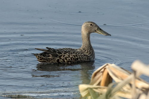 iNaturalist image