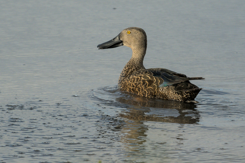 iNaturalist image