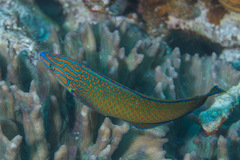 Halichoeres leucurus