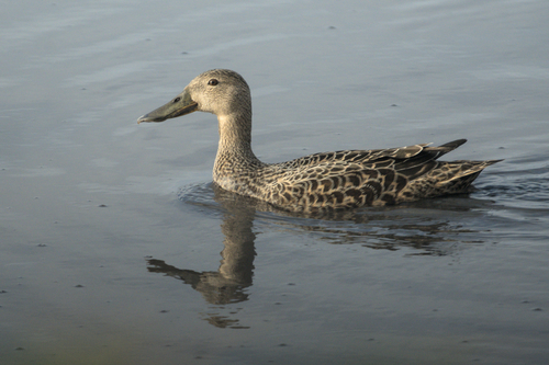 iNaturalist image