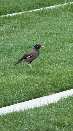Common Myna