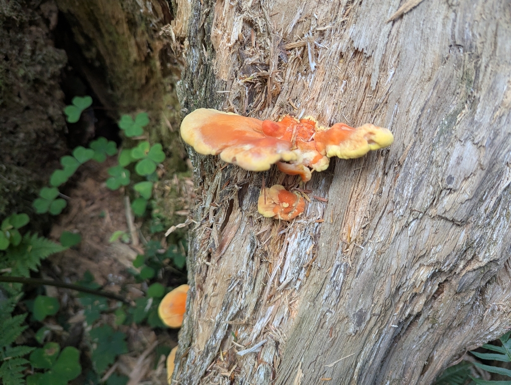 Conifer Chicken of the Woods · August 2026 · photo: Photo: (c) John Brew, some rights reserved (CC BY) · iNaturalist