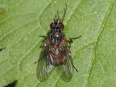 Phaonia subventa