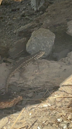 iNaturalist observation photo of Common Sagebrush Lizard