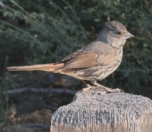 iNaturalist observation photo of Fox Sparrow