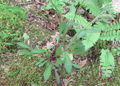 Silene virginica