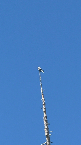 iNaturalist observation photo of Clark's Nutcracker