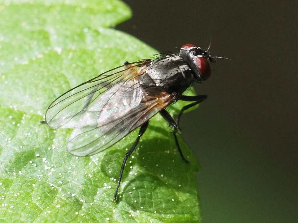 Phaonia consobrina