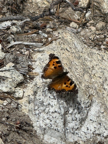 iNaturalist observation photo of California Tortoiseshell