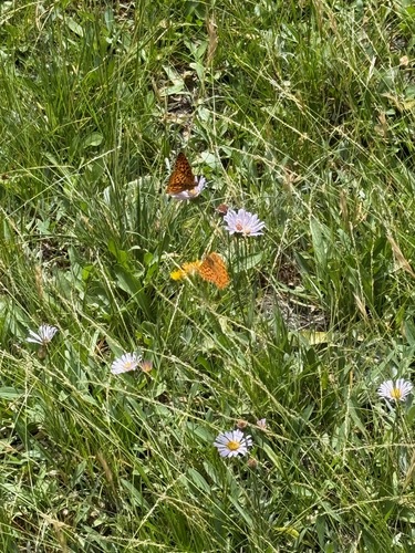iNaturalist observation photo of Greater Fritillaries