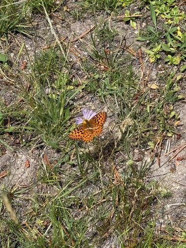 iNaturalist observation photo of Mormon Fritillary