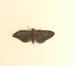 Eupithecia vulgata