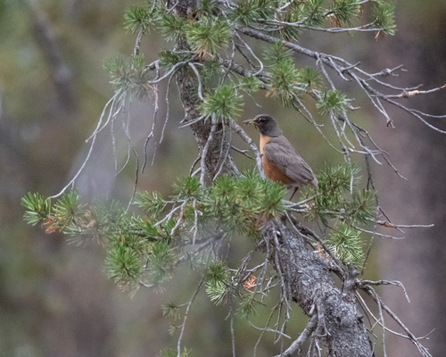iNaturalist observation photo of American Robin