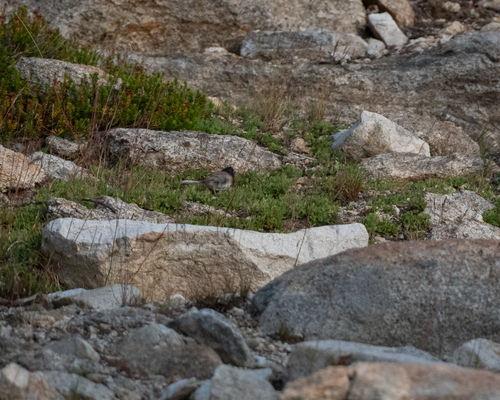 iNaturalist observation photo of Dark-eyed Junco