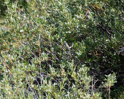 iNaturalist observation photo of Empidonax Flycatchers