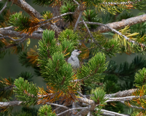 iNaturalist observation photo of White-crowned Sparrow