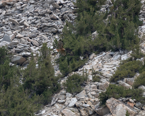 iNaturalist observation photo of Red-tailed Hawk