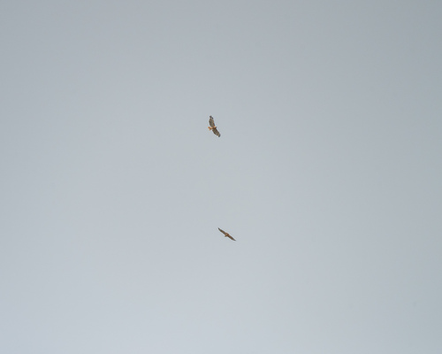 iNaturalist observation photo of Red-tailed Hawk