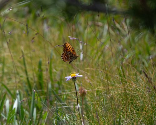 iNaturalist observation photo of Greater Fritillaries