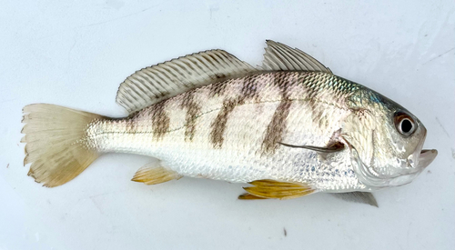Banded drum (Larimus fasciatus) — Sciaenidae — 5