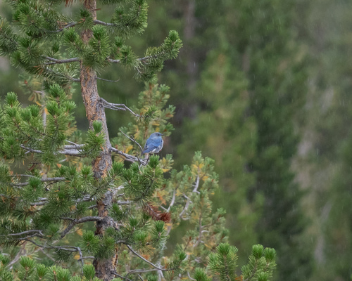 iNaturalist observation photo of Mountain Bluebird