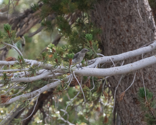iNaturalist observation photo of Mountain Bluebird