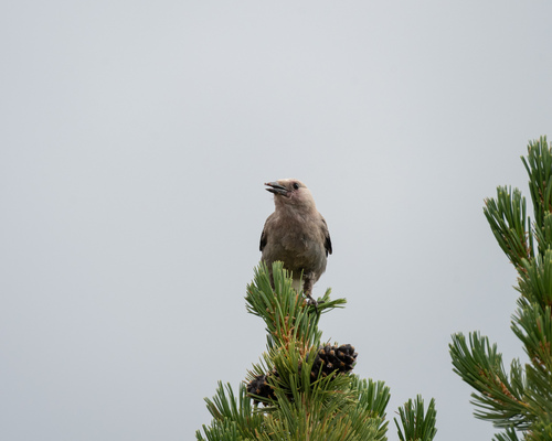 iNaturalist observation photo of Clark's Nutcracker