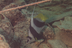 Heniochus acuminatus