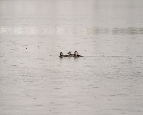 iNaturalist observation photo of Mallard