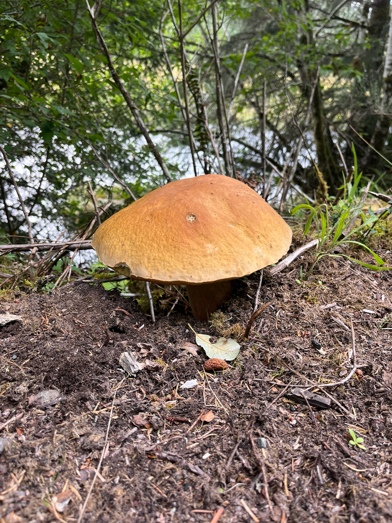 King Bolete · August 2026 · photo: Photo: (c) Sean Vanderluit, some rights reserved (CC BY) · iNaturalist