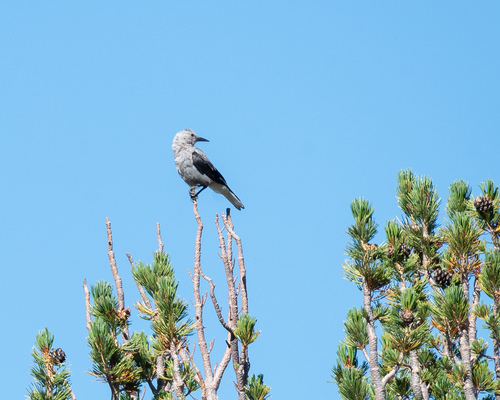 iNaturalist observation photo of Clark's Nutcracker