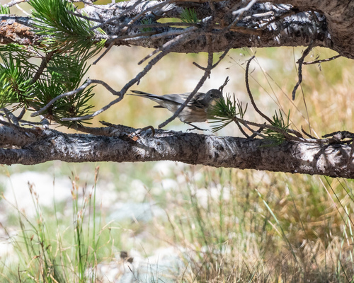 iNaturalist observation photo of Yellow-rumped Warbler