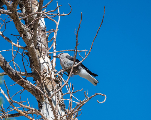 iNaturalist observation photo of Clark's Nutcracker